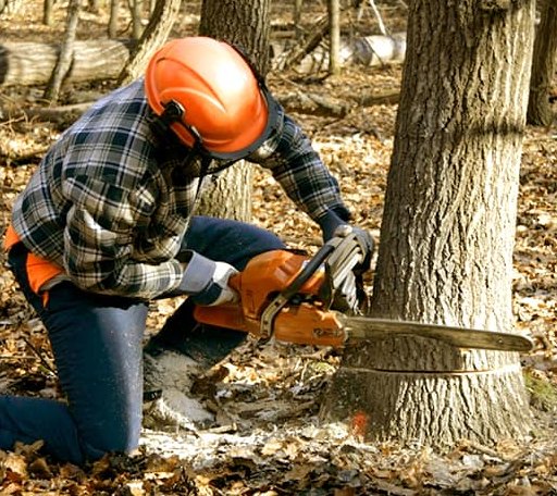 Tree Removal in Clarksburg, WV